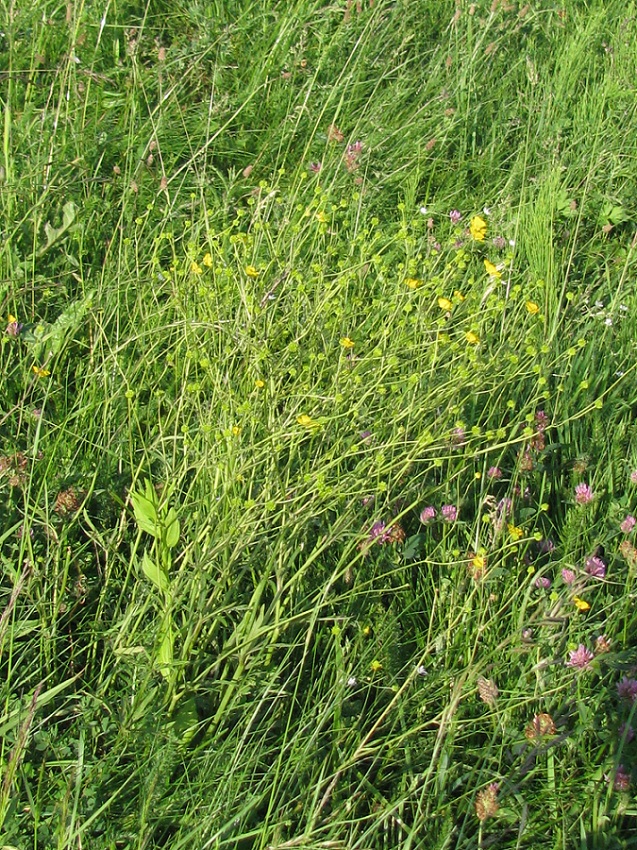 Image of Ranunculus acris specimen.