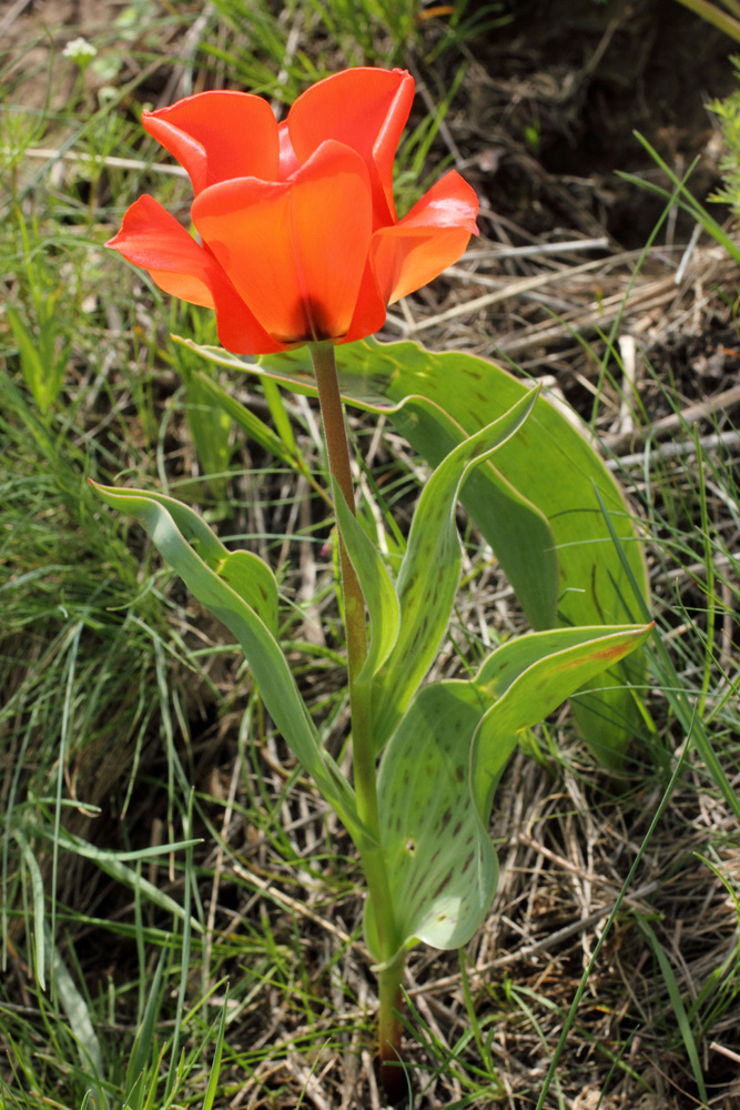 Image of Tulipa greigii specimen.