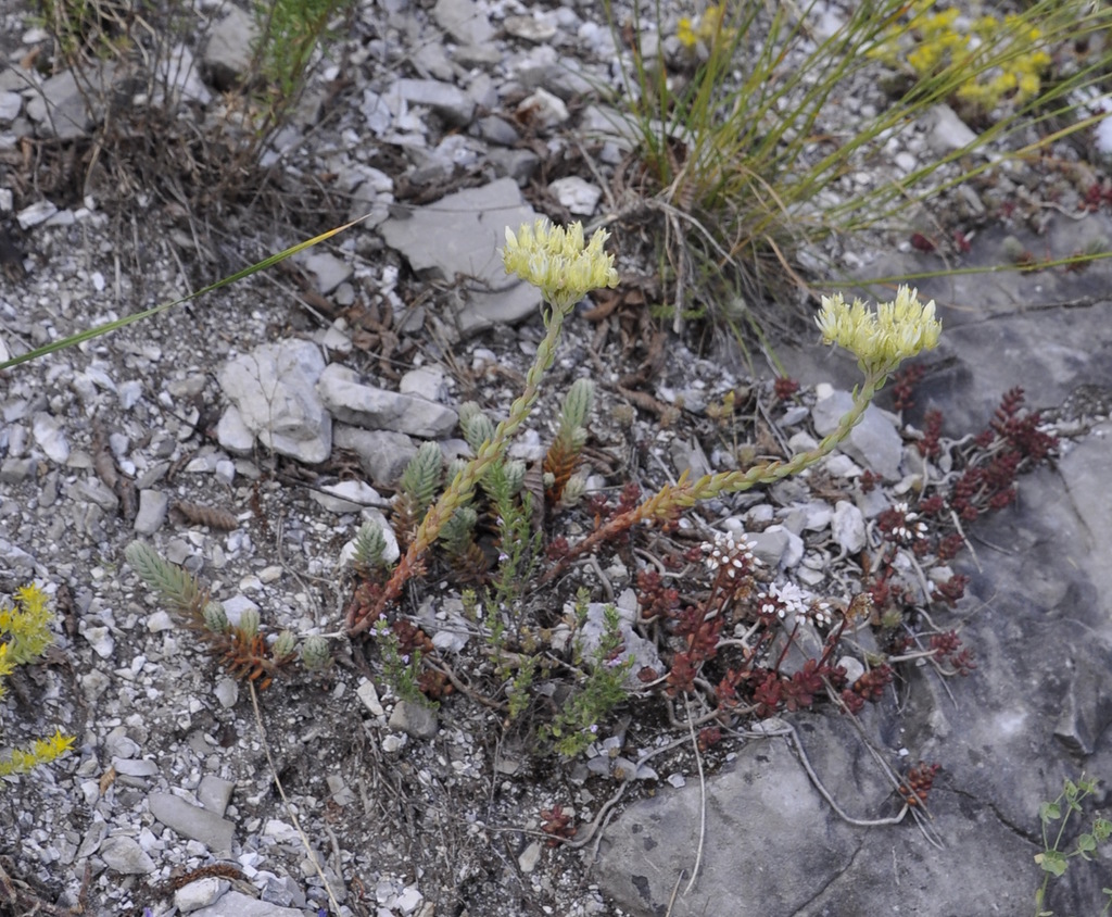 Image of Sedum ochroleucum specimen.