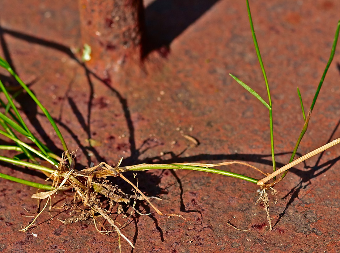 Image of Agrostis stolonifera specimen.