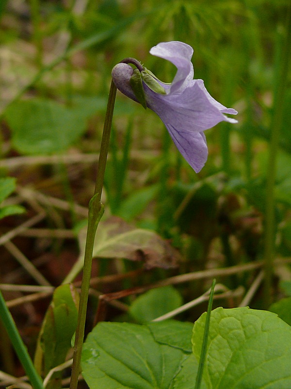 Image of Viola epipsila specimen.