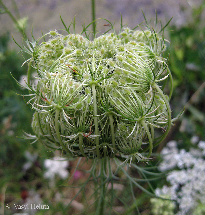 Изображение особи Daucus carota.