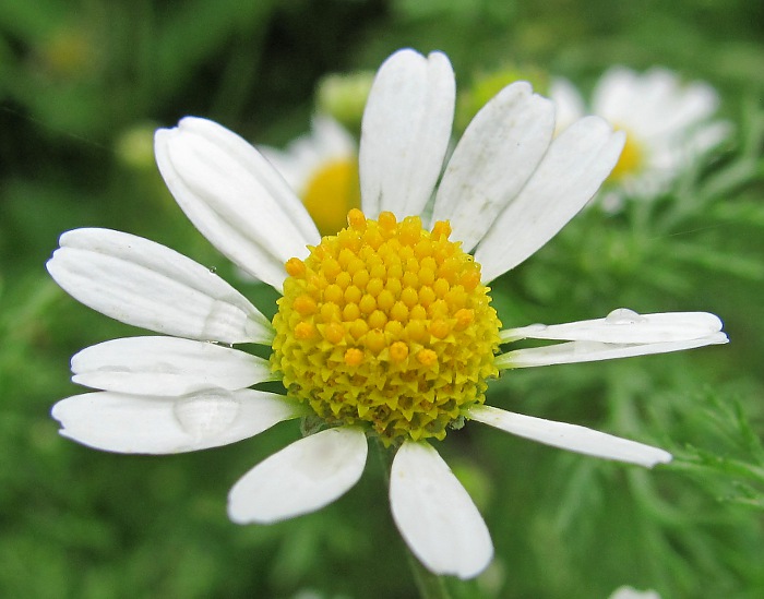 Image of Anthemis cotula specimen.