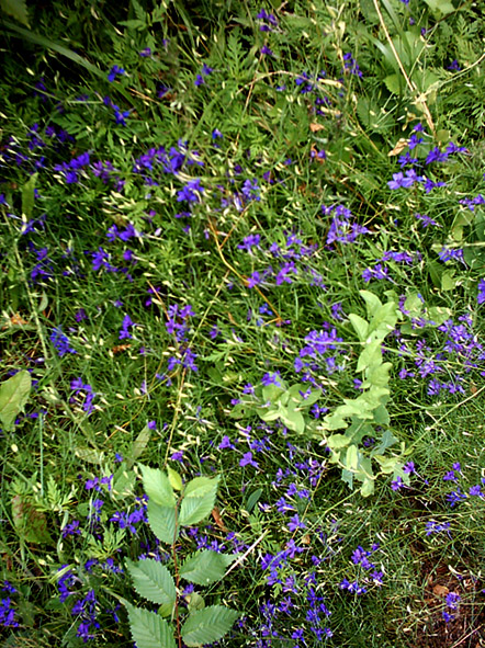 Image of Delphinium consolida specimen.