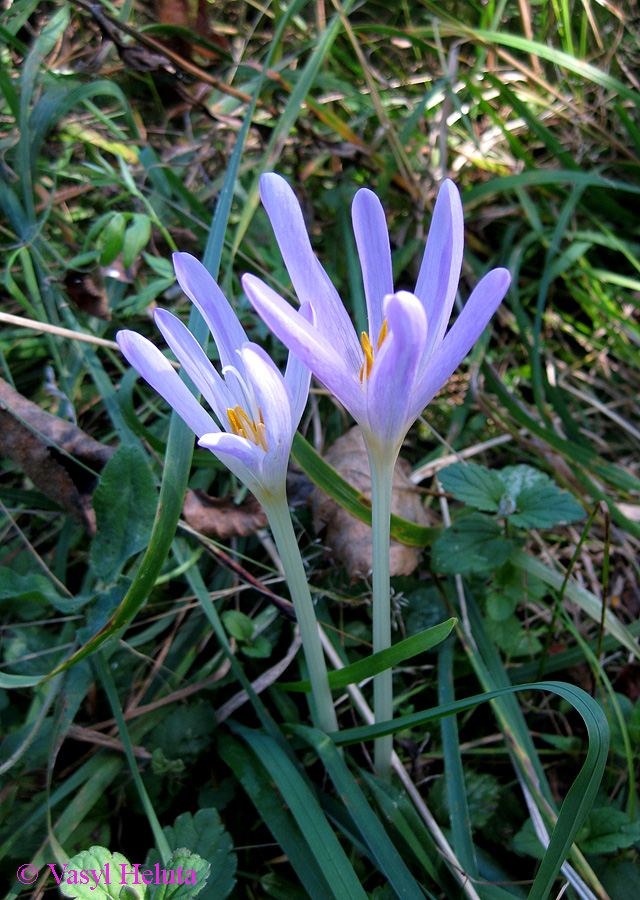 Image of Colchicum autumnale specimen.