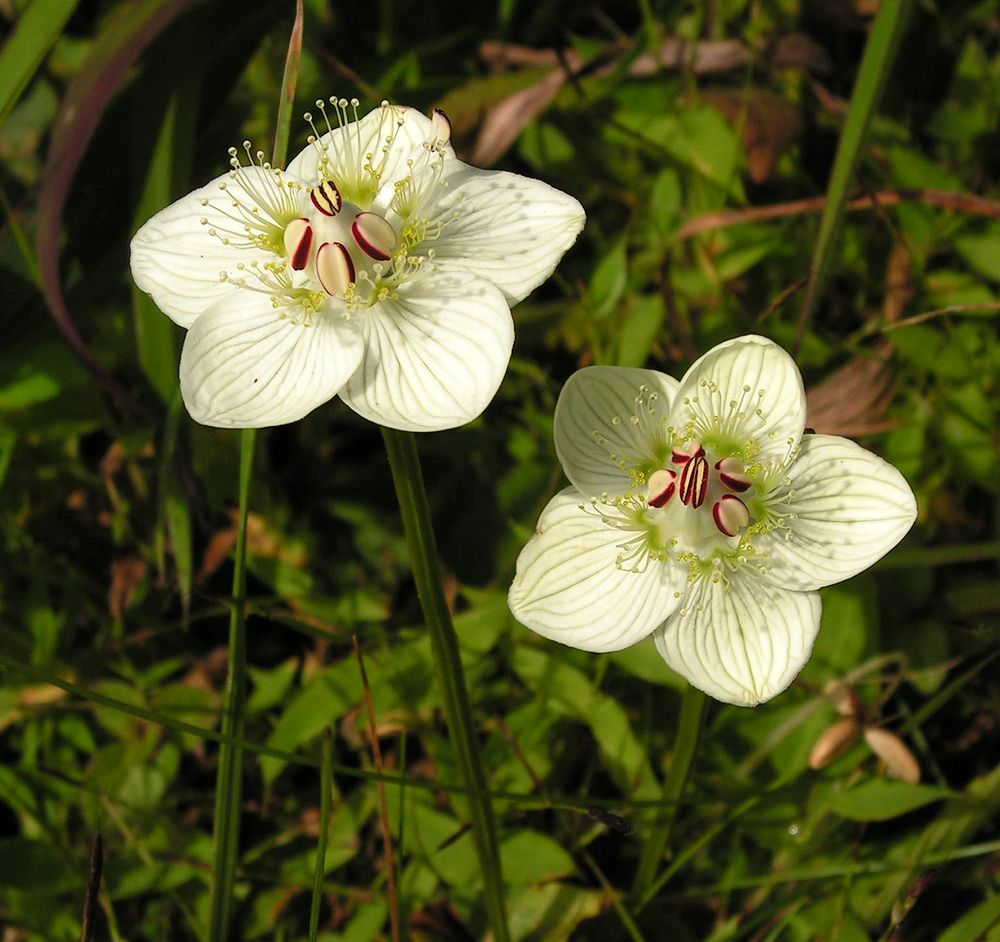 Изображение особи Parnassia palustris.