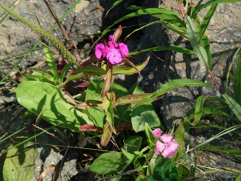 Image of Dianthus barbatus specimen.