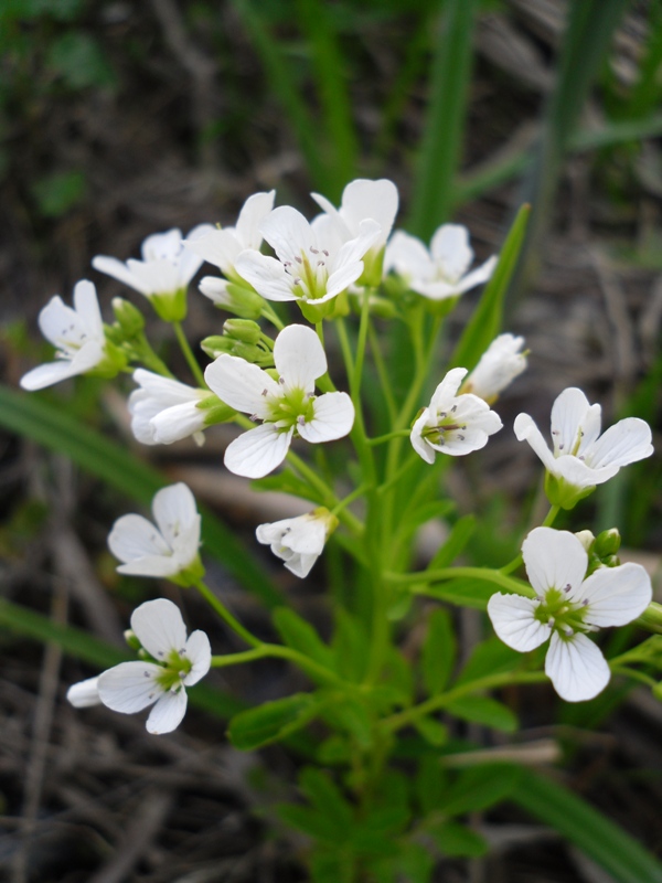 Изображение особи Cardamine amara.