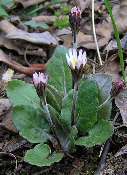 Image of Leibnitzia anandria specimen.