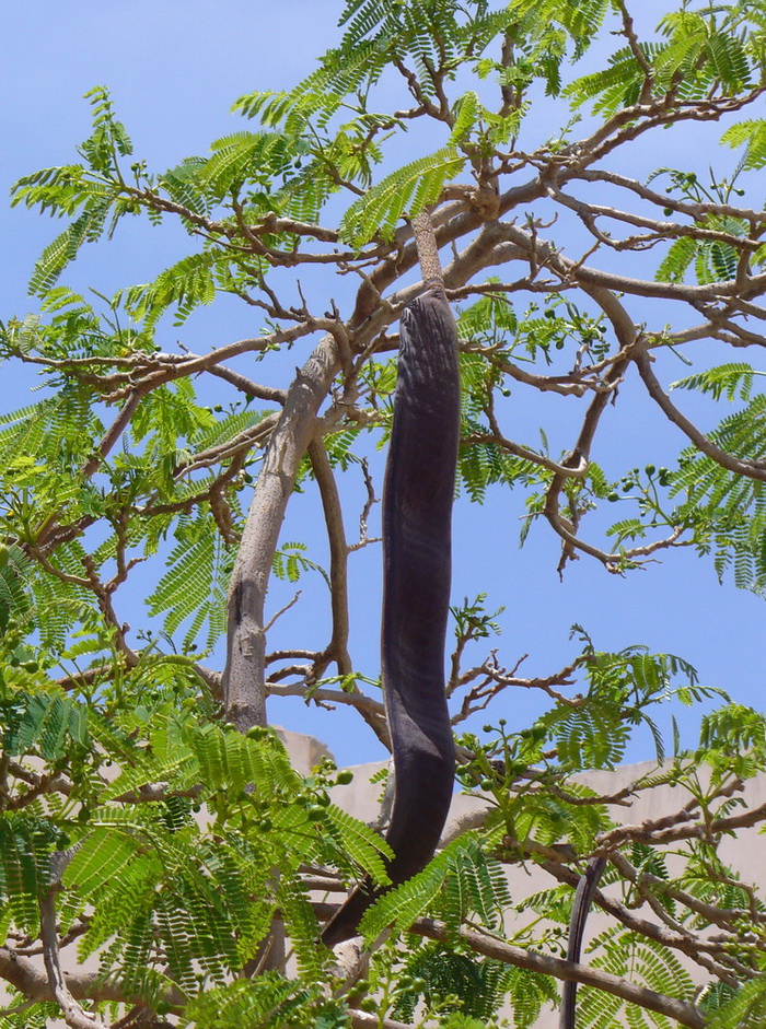 Image of Delonix regia specimen.