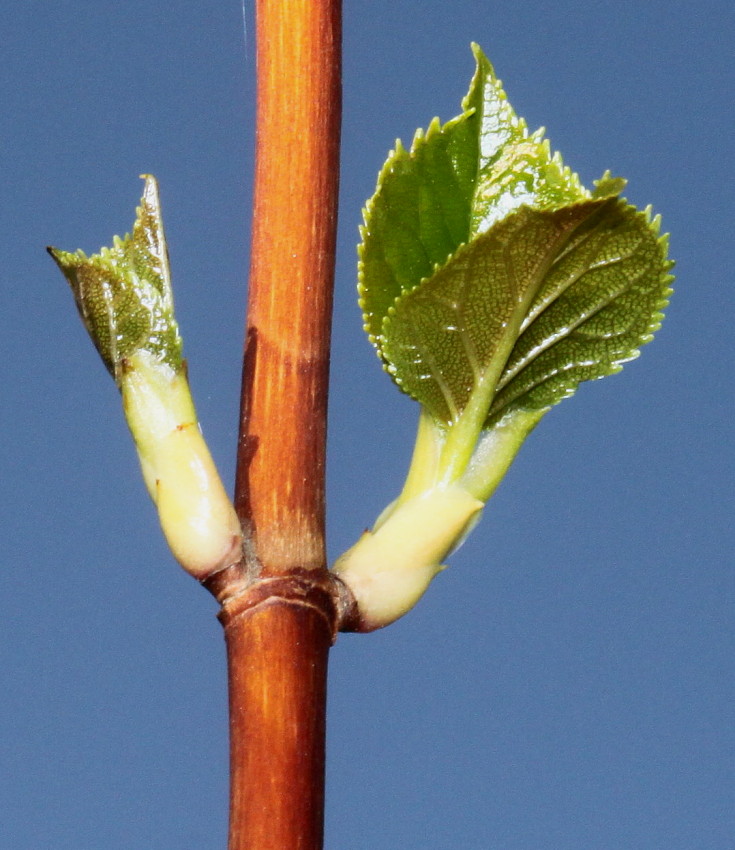 Image of Hydrangea petiolaris specimen.