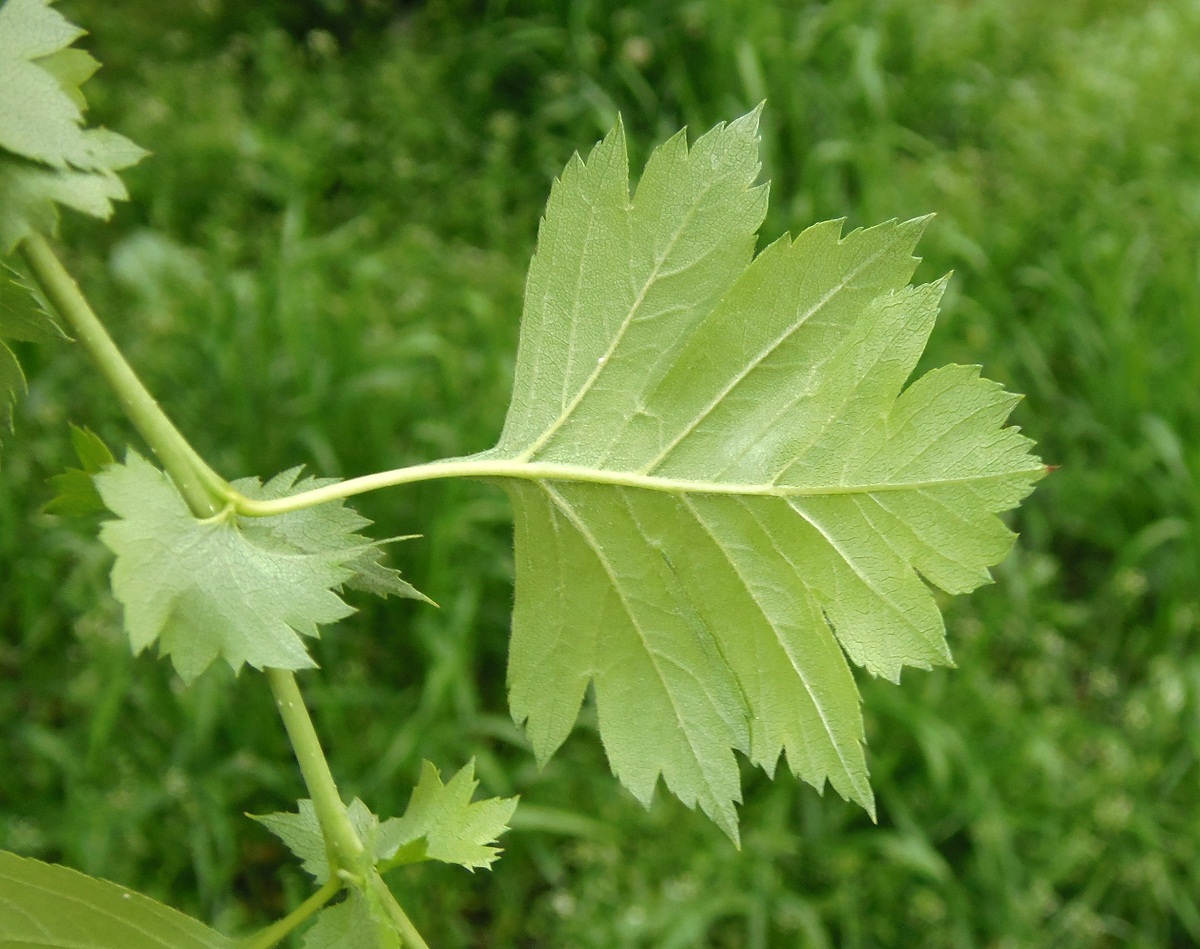 Image of Crataegus sanguinea specimen.