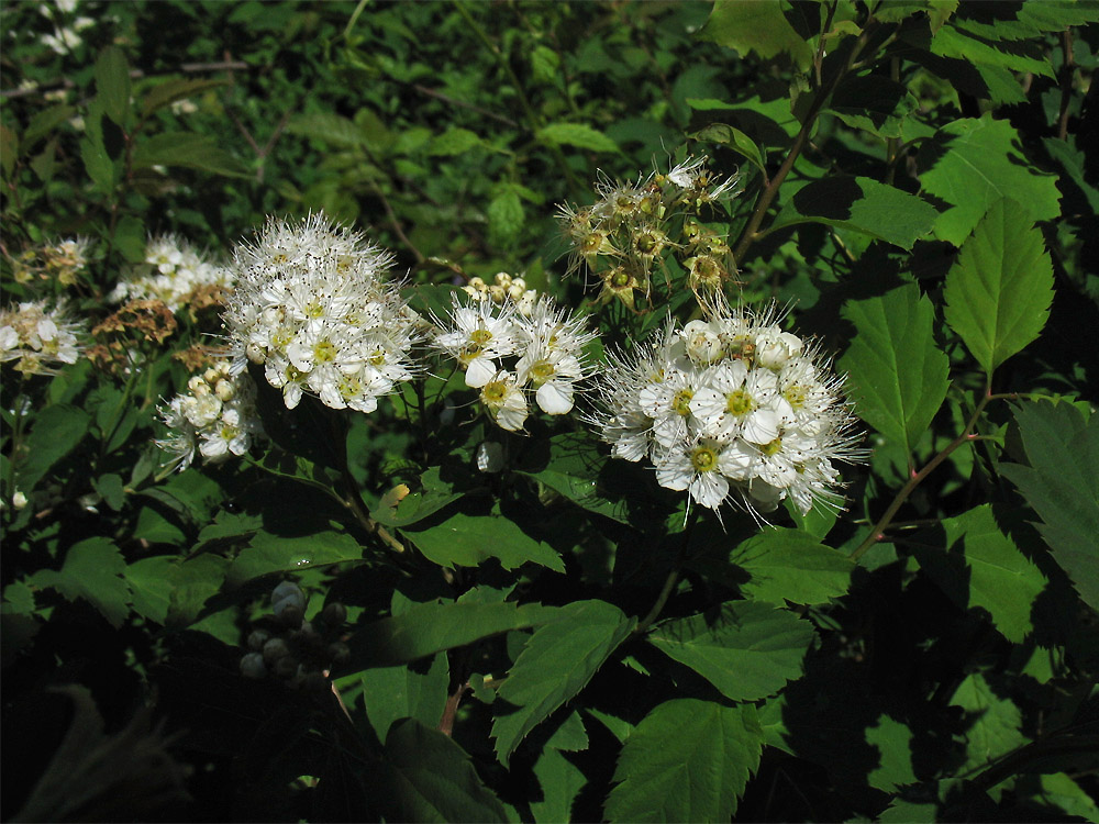 Image of Spiraea chamaedryfolia specimen.