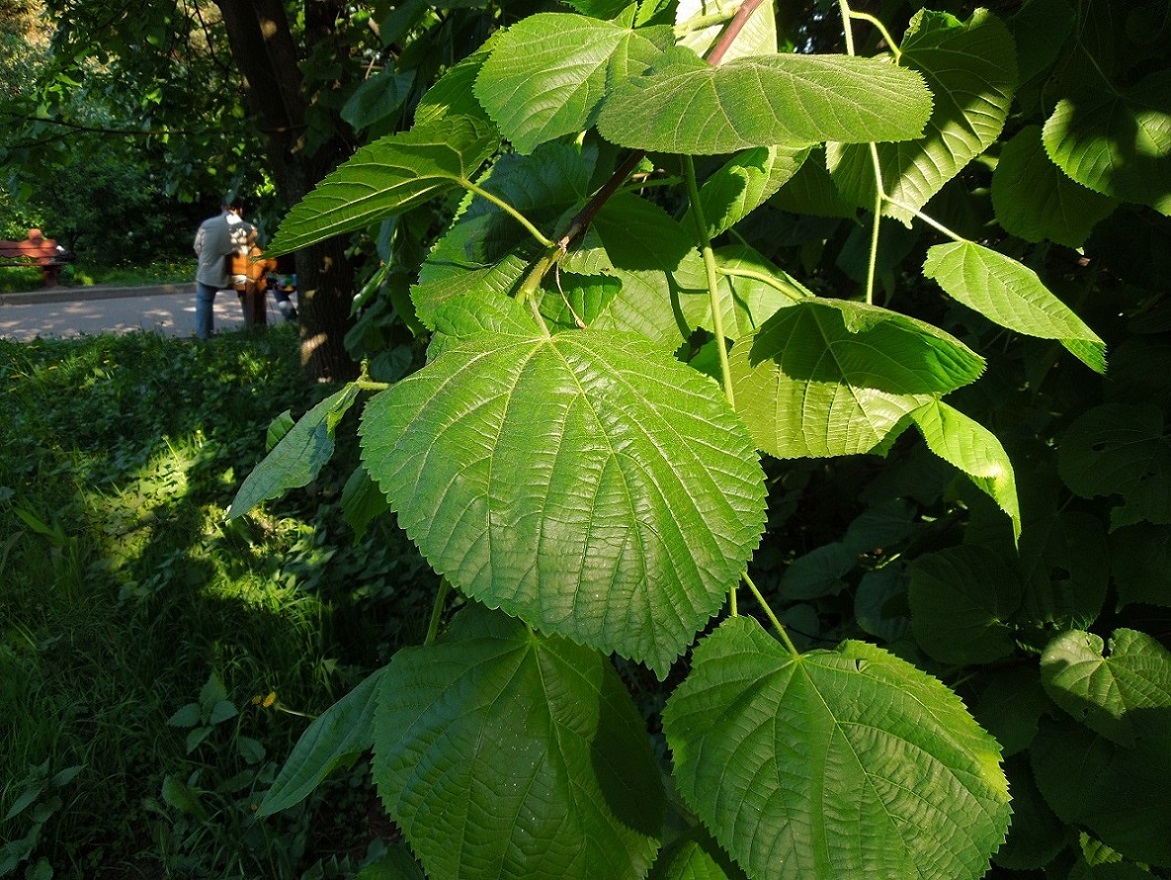 Image of genus Tilia specimen.