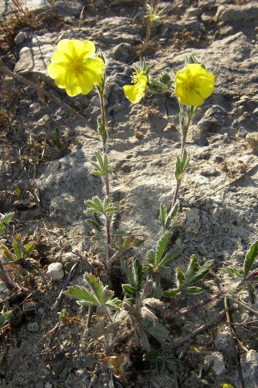 Image of Potentilla taurica specimen.