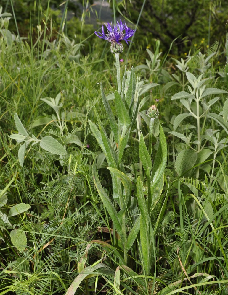 Image of Centaurea triumfettii ssp. axillaris specimen.