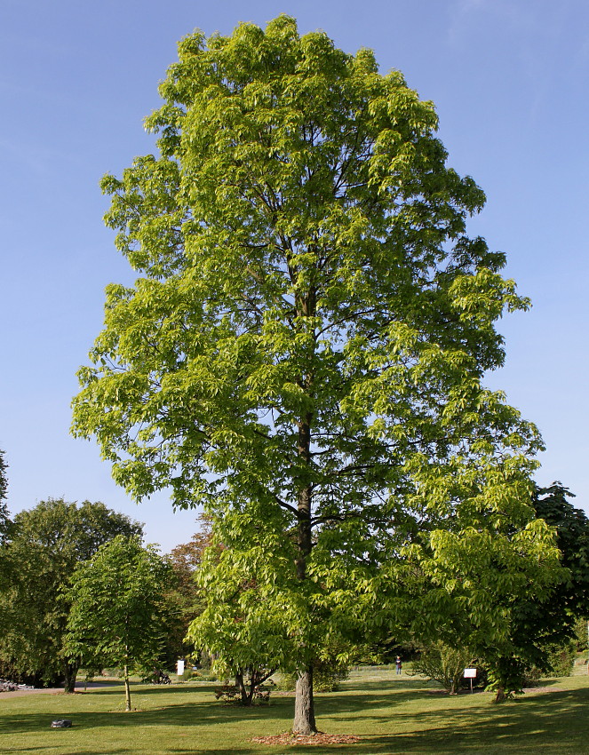 Изображение особи Carya ovata.