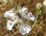 Nigella arvensis