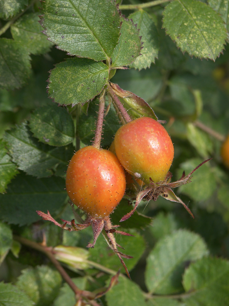 Изображение особи Rosa oplisthes.