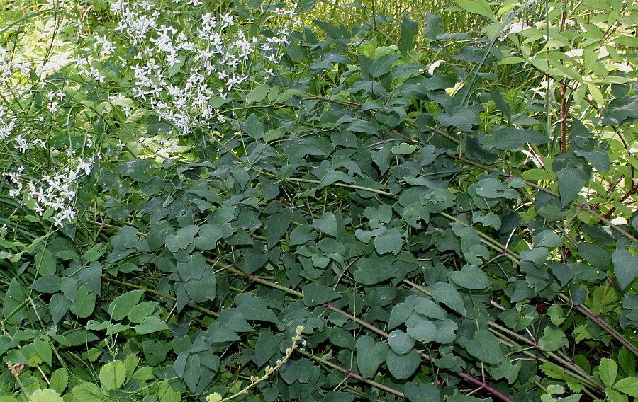 Image of Clematis recta specimen.