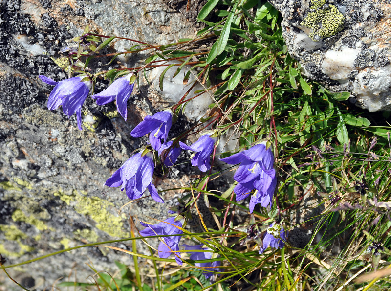 Image of Campanula saxifraga specimen.