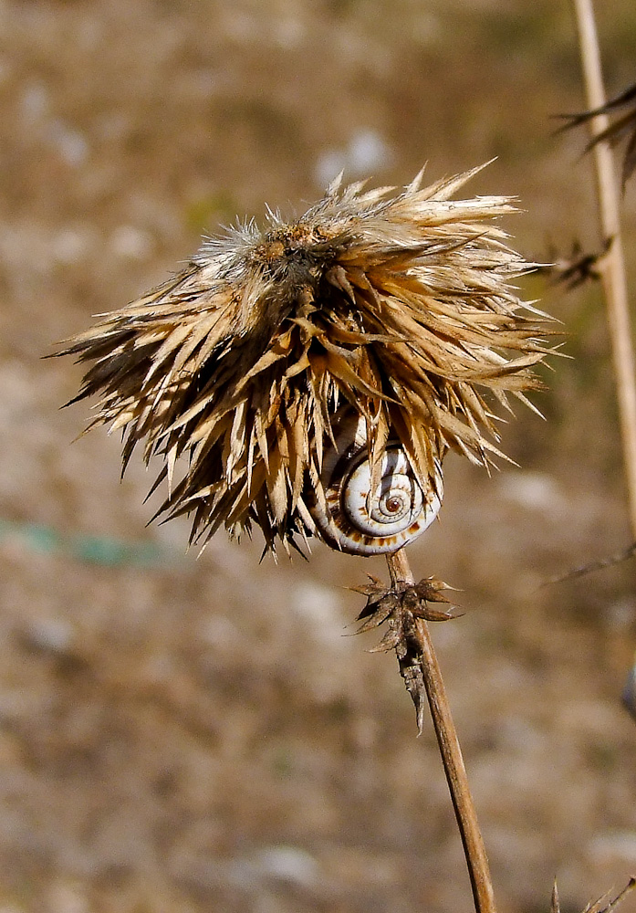 Изображение особи Echinops adenocaulos.