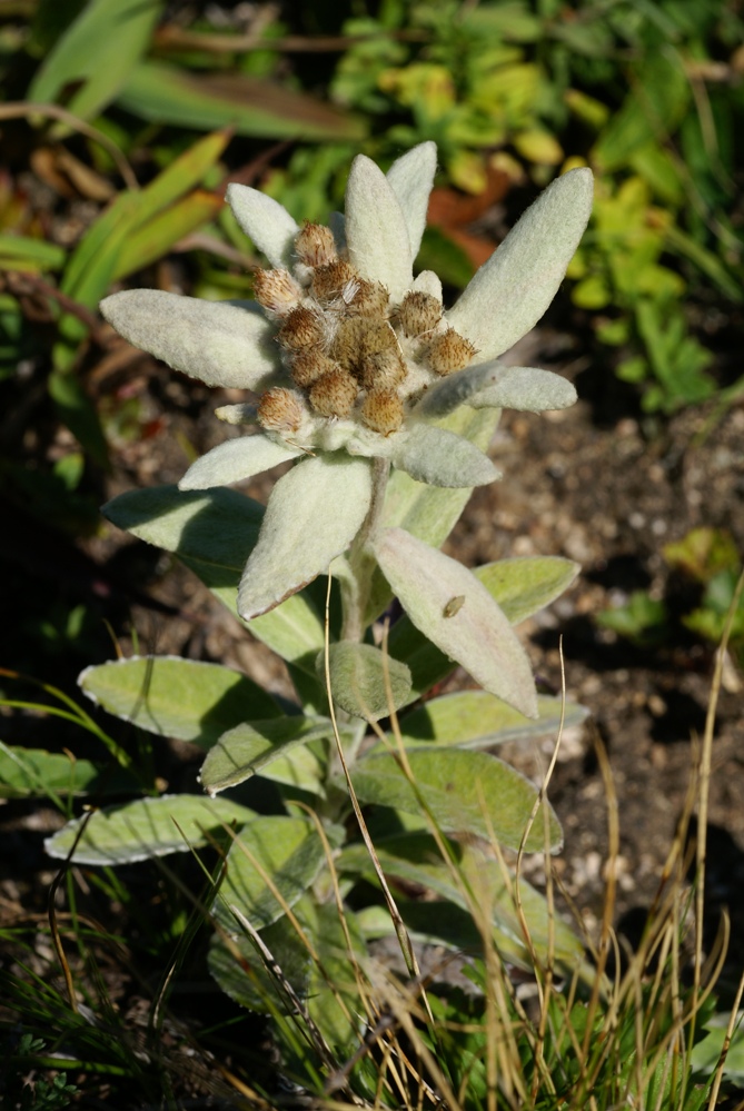 Изображение особи Leontopodium palibinianum.