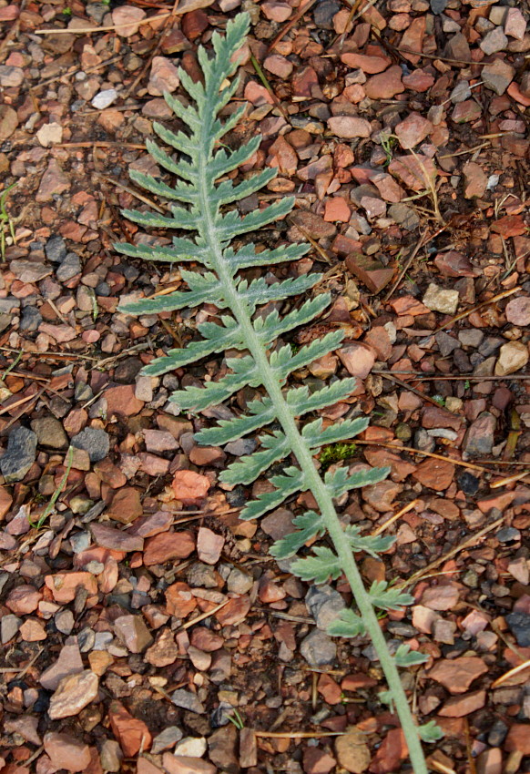 Image of Achillea filipendulina specimen.