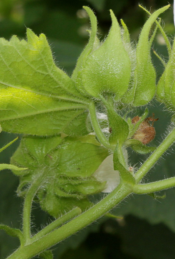 Image of Kitaibelia vitifolia specimen.