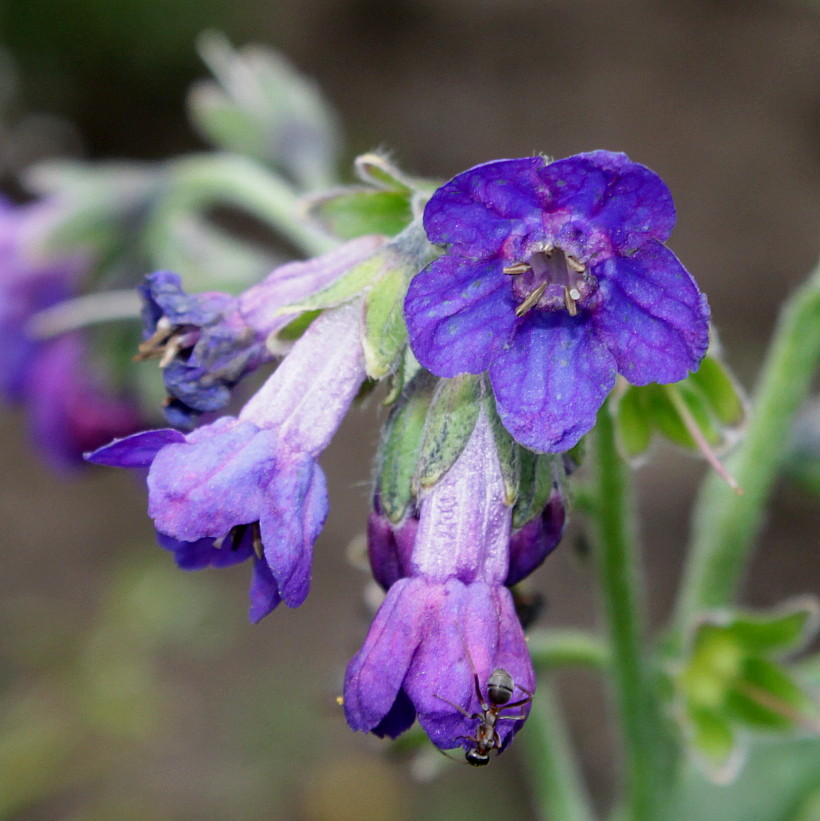 Image of Lindelofia longiflora specimen.