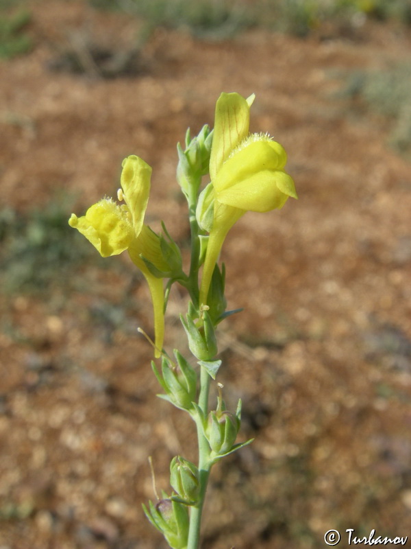 Изображение особи Linaria genistifolia.