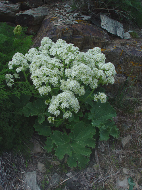 Изображение особи Crambe kotschyana.