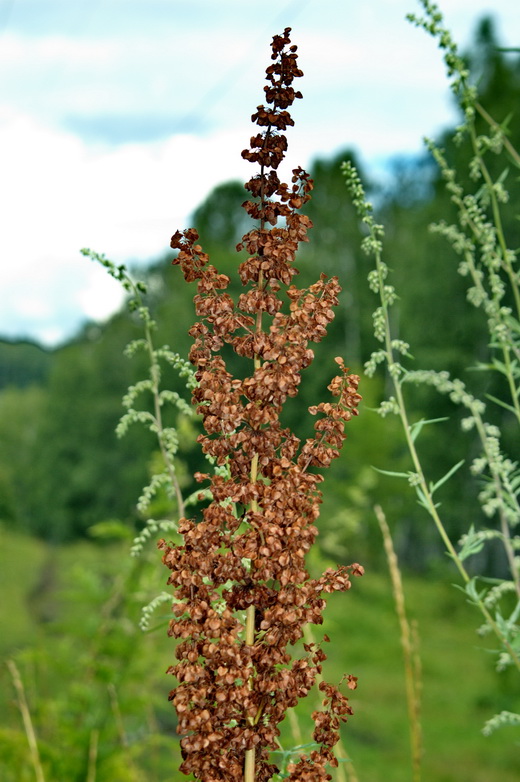 Изображение особи Rumex pseudonatronatus.