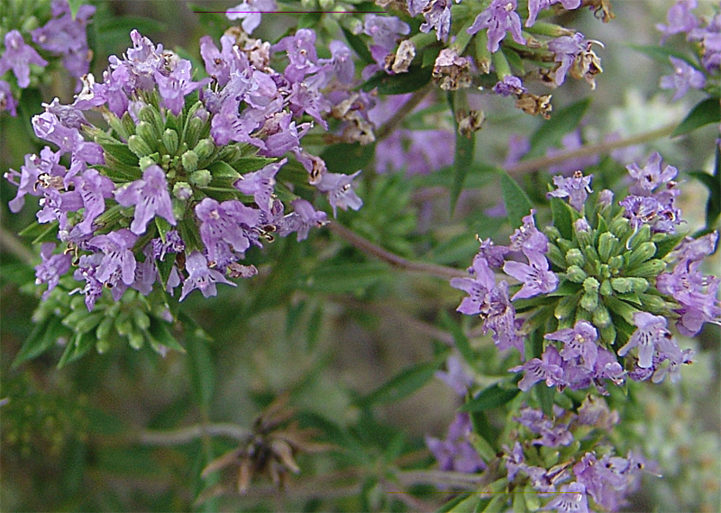 Изображение особи Ziziphora serpyllacea.