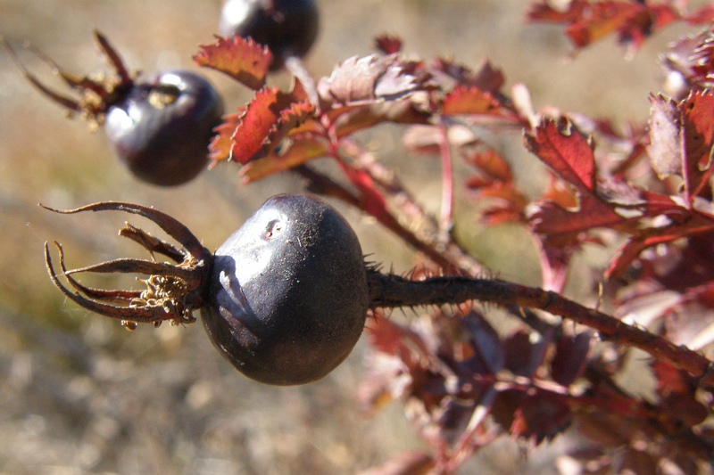 Image of Rosa spinosissima specimen.