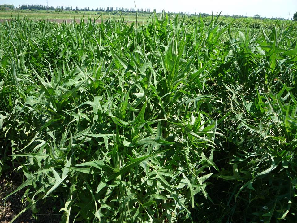 Image of Sonchus palustris specimen.