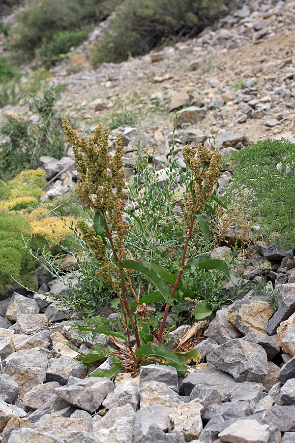 Изображение особи Rumex pamiricus.