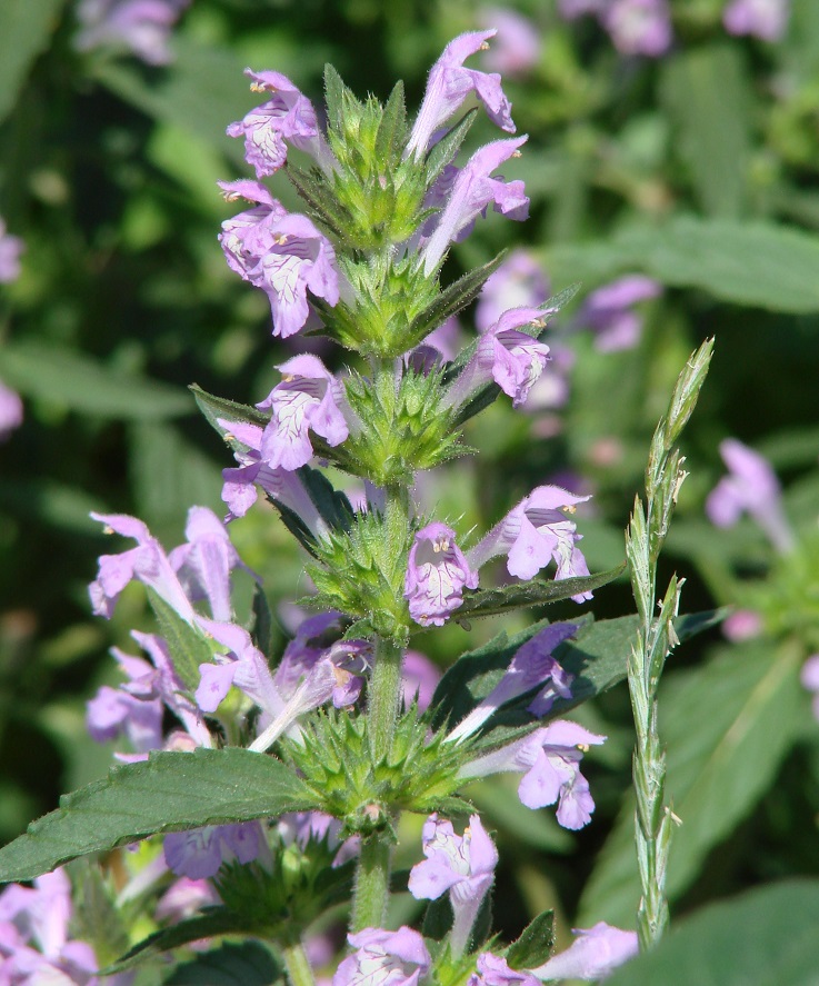 Изображение особи Galeopsis ladanum.