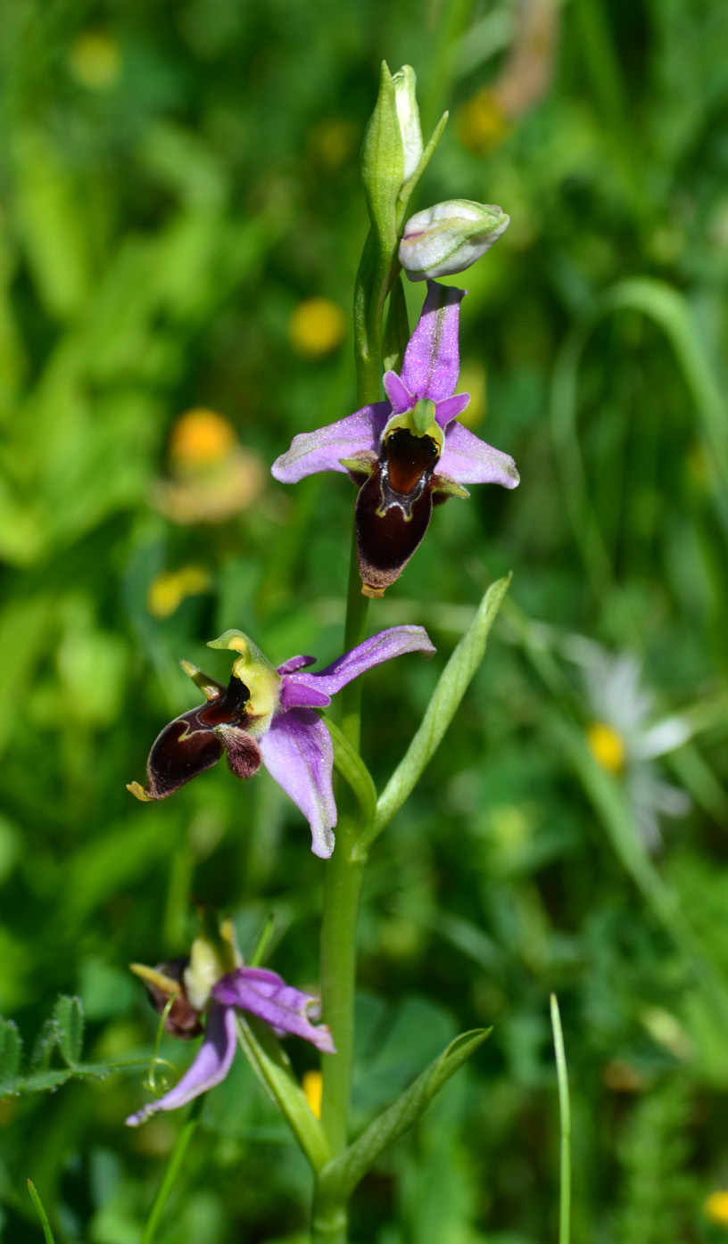 Image of Ophrys oestrifera specimen.