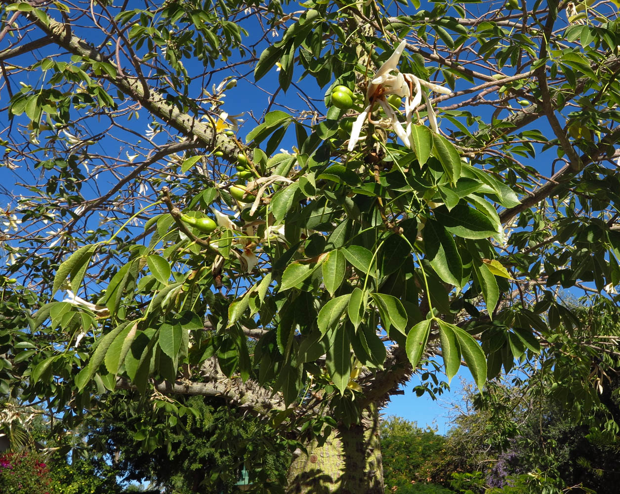 Image of Ceiba insignis specimen.