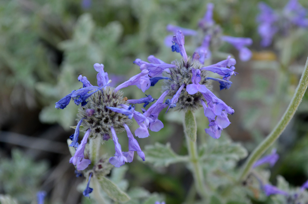 Image of Nepeta kokanica specimen.