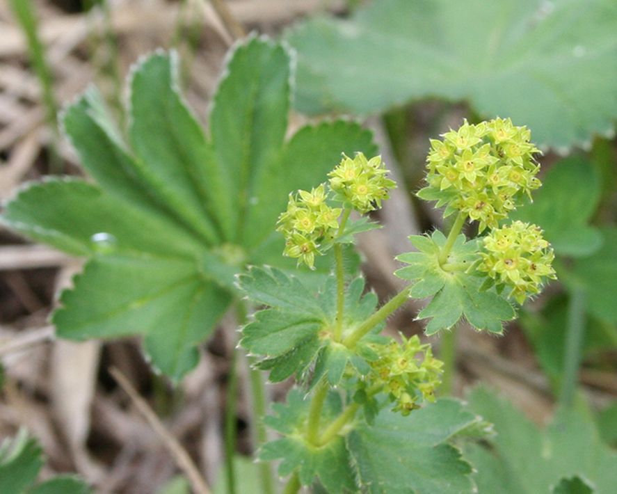 Изображение особи род Alchemilla.