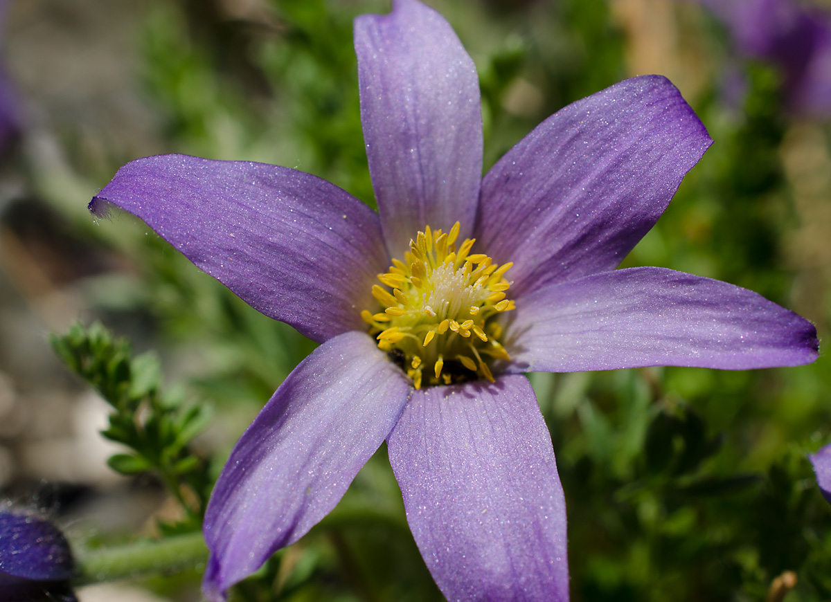 Image of Pulsatilla bungeana specimen.