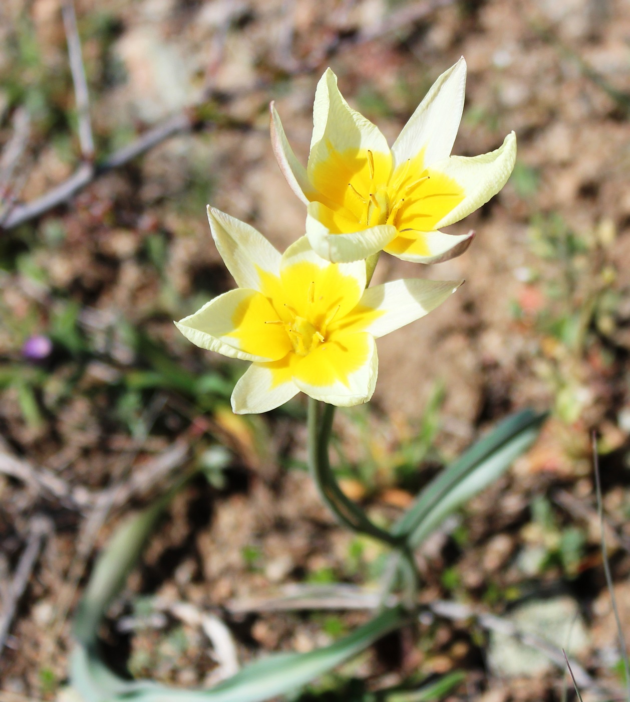 Изображение особи Tulipa buhseana.