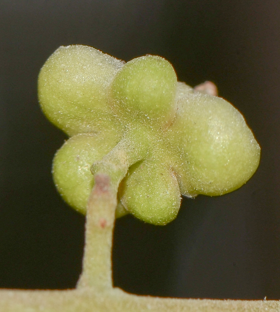 Image of Cupaniopsis anacardioides specimen.