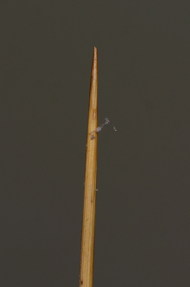 Image of Juncus arabicus specimen.