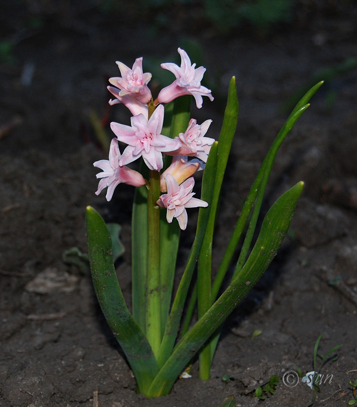 Image of Hyacinthus orientalis specimen.