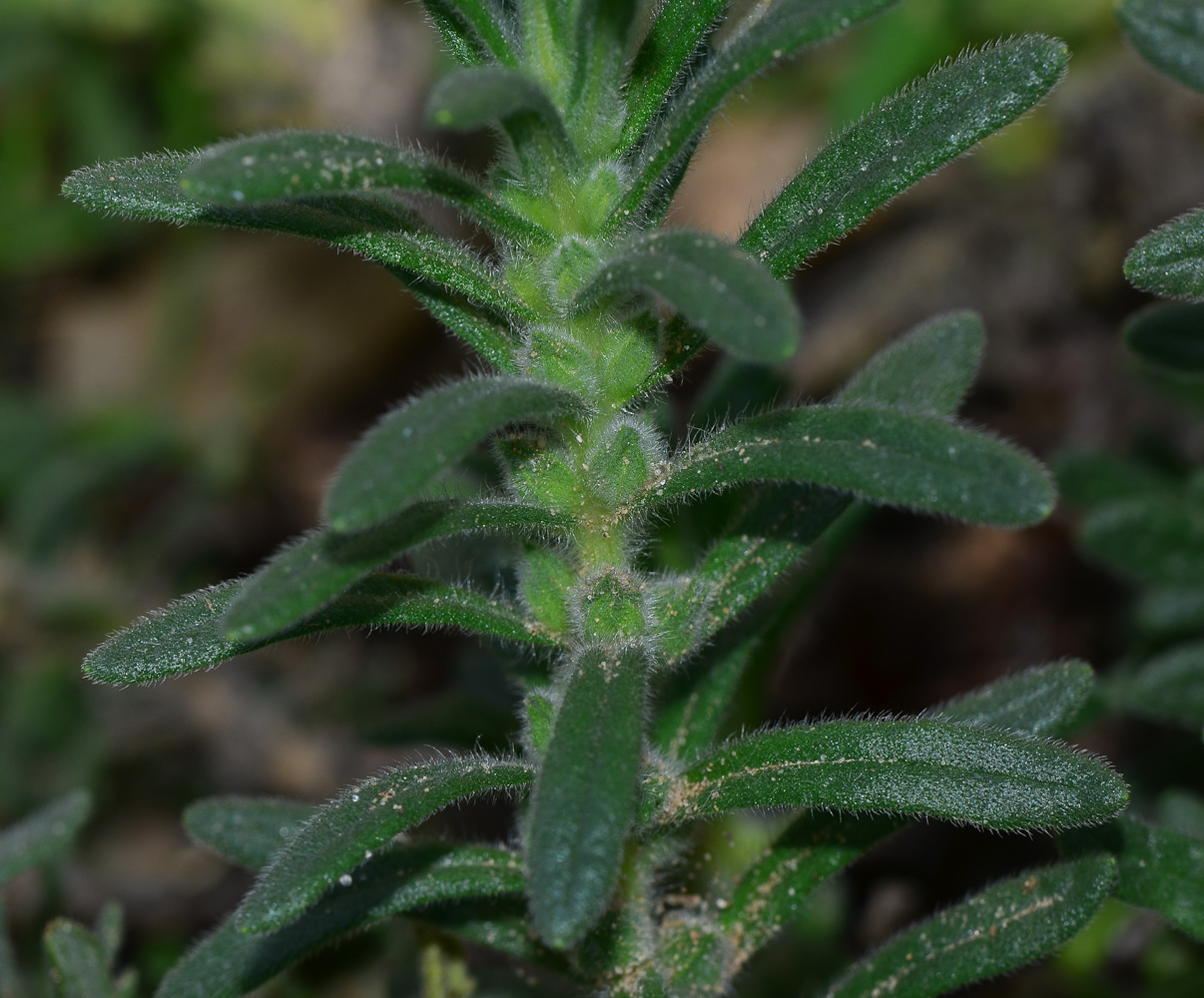 Image of Ajuga iva specimen.