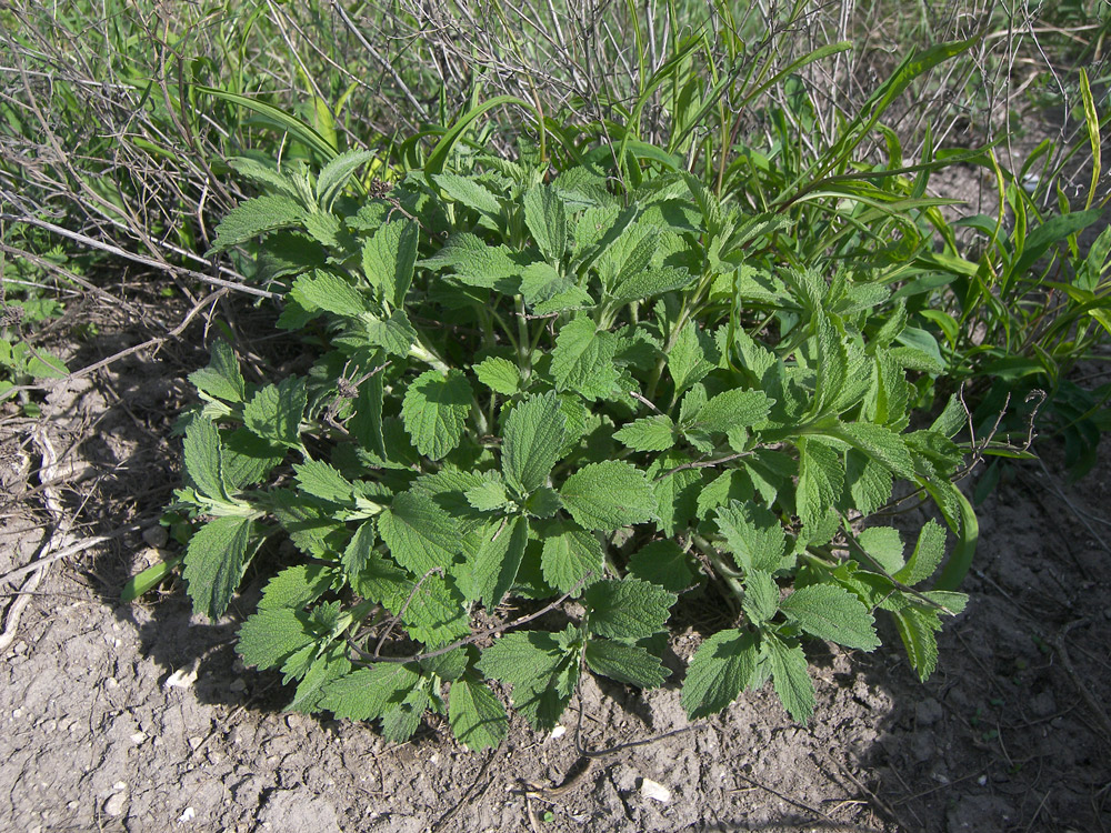 Image of Marrubium praecox specimen.