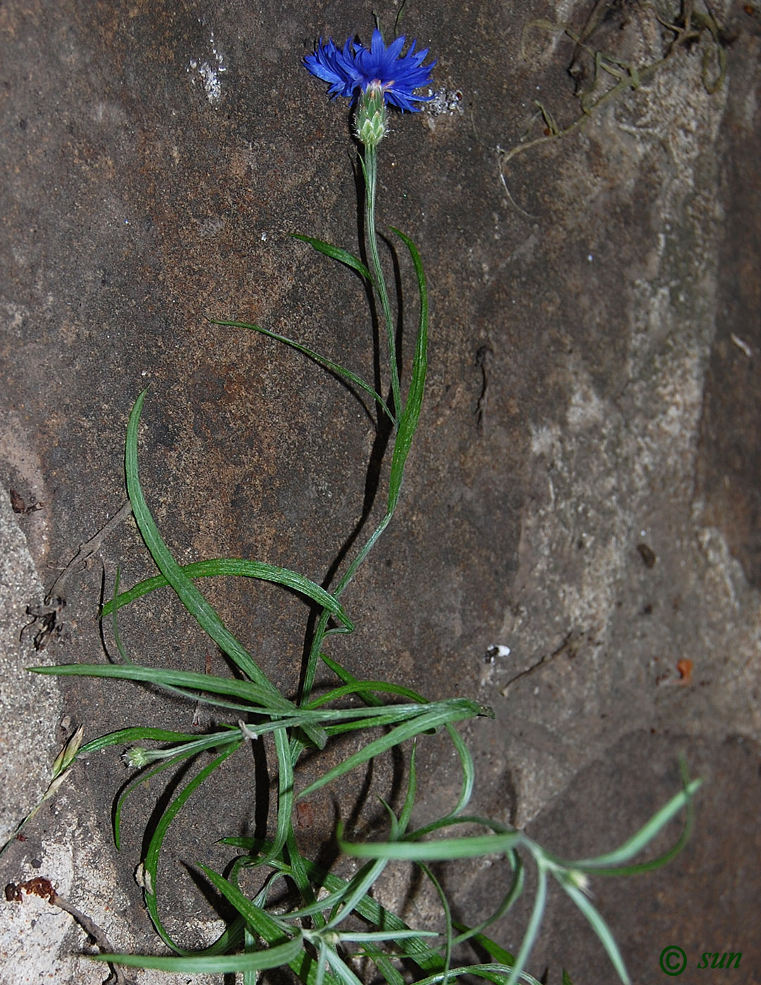 Image of Centaurea cyanus specimen.